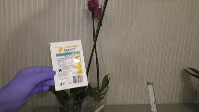 Вредители орхидей - МУЧНИСТЫЙ ЧЕРВЕЦ на орхидее Monza / Монза. Как избавиться от него!!! "АКТАРА" смотреть онлайн