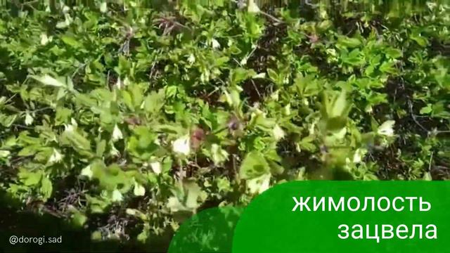 В «Дорогинских садах» зацвела жимолость. смотреть онлайн