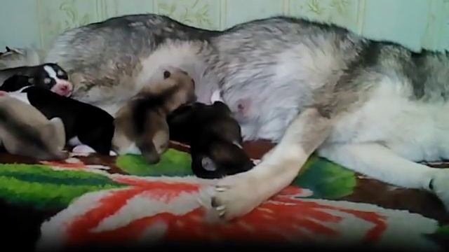 Хасята ОНЛАЙН 14 января часть 1 смотреть онлайн