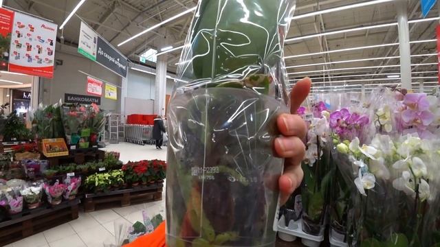 220#175 / Хобби Цветы / 11.2019 - АШАН (ХИМКИ). ОБЗОР смотреть онлайн