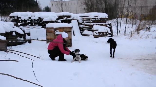"Поделись своим теплом с животными приюта. Проект 1" смотреть онлайн