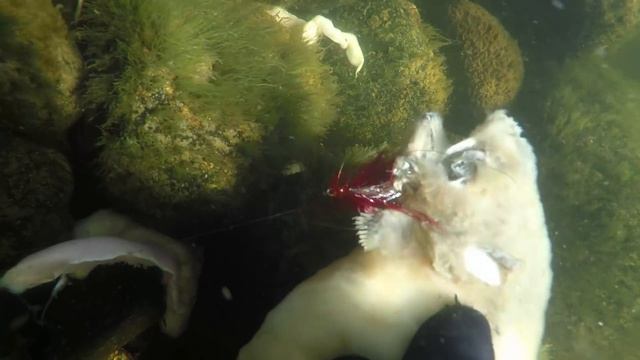 ШОКИРОВАН УВИДЕННЫМ ПОД ВОДОЙ в р. УМБА / SHOCKED by what he saw UNDER WATER смотреть онлайн