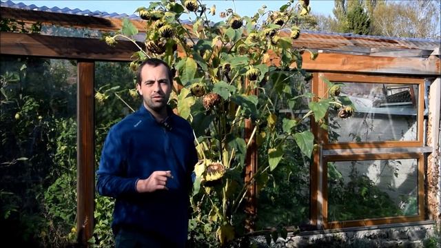 Tout Savoir Sur La Culture Du Tournesol !  #Helianthus Annuus