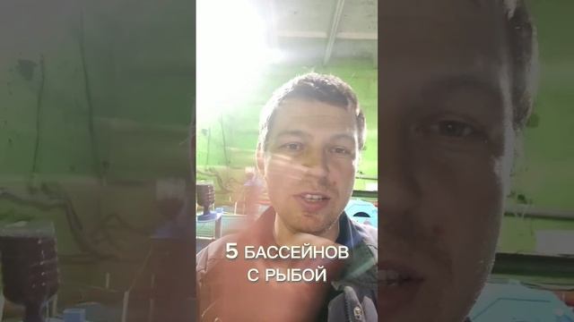 Какое количество бассейнов необходимо для выращивания одной тонны осетра смотреть онлайн