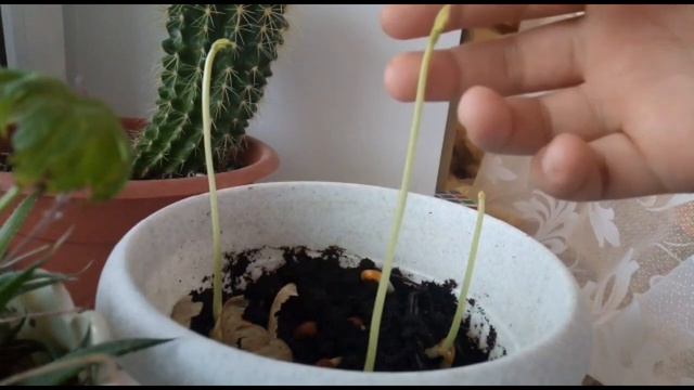 Как я вырастил каштаны.