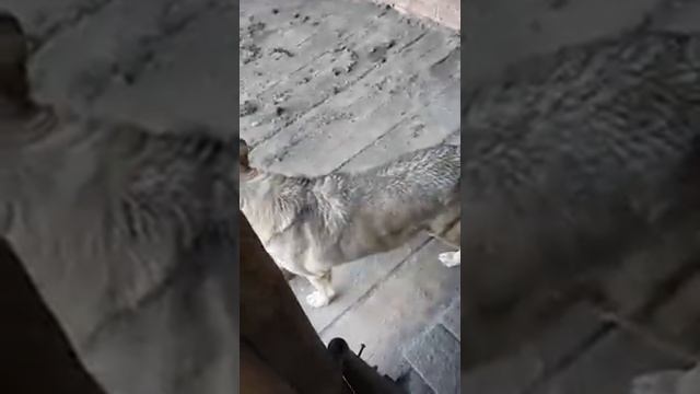 ВОЛКОСОБ. В данном случае смесь волка и лайки. смотреть онлайн