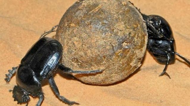 Скарабеи священное насекомое или залезающий под кожу убийца