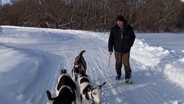 Обезроживание козла. удаление рогов резинками в домашних условиях. смотреть онлайн