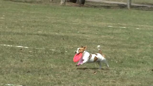 Disk Hunters 24.04.11. "В стиле дискА" Дальность. Мария и Рекс смотреть онлайн