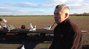 Как разводить голубей гривунов