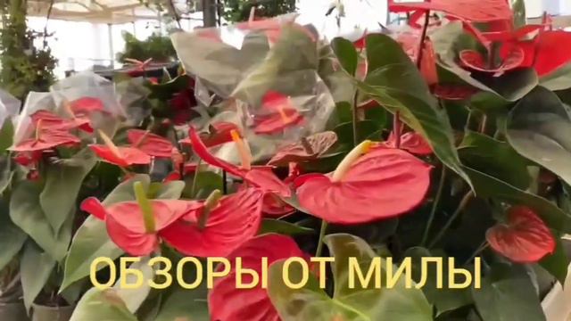Деревенский дневник очень многодетной мамы Ольги Быковой. Обзор на статью. смотреть онлайн