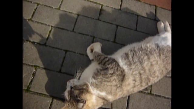 Доберман собирается на дачу и вот с кем там он "дружит" смотреть онлайн