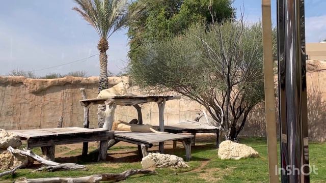 Visit to Al Ain Zoo смотреть онлайн