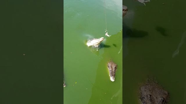 Крокодил будет кушать #crocodile #feedshorts #crocodile_life смотреть онлайн