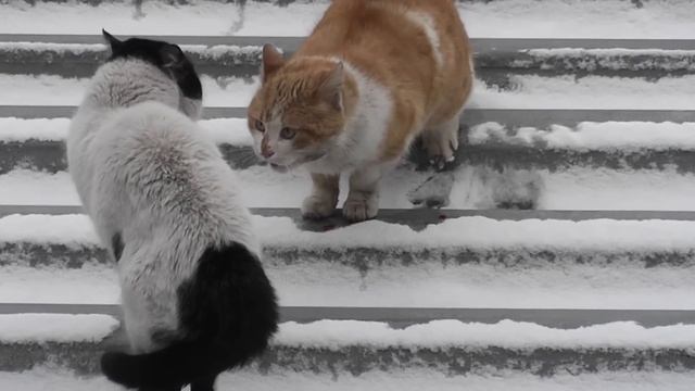 Коты дерутся 2 смотреть онлайн