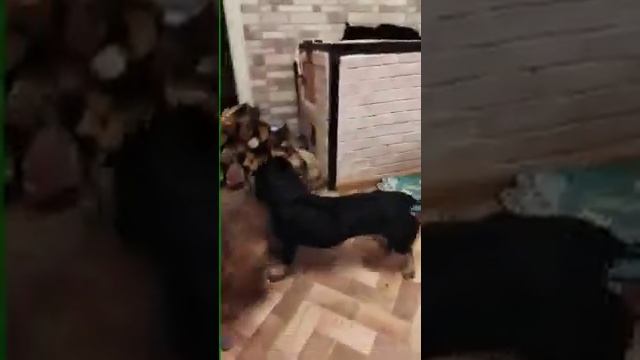 Собачьи бои / собачьи игры / собаки / приколы с собаками / смешные животные смотреть онлайн