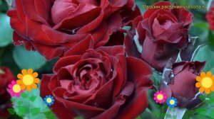 Роза миниатюрная Блэк Джек. Краткий обзор, описание характеристик, где купить саженцы Black Jack