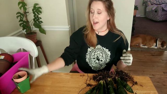 How to Propagate Sansevieria Snake Plants || Propagation by Water and Division смотреть онлайн