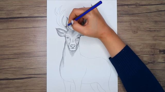 How to Draw a Deer step by step | Pencil Drawing Tutorial смотреть онлайн