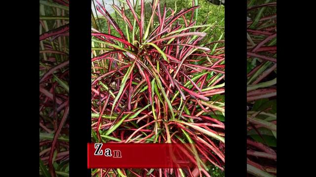 Pokok Puding Puring Croton 10 Jenis смотреть онлайн