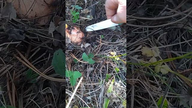 РЫЖИКИ! Копаем в лесу!