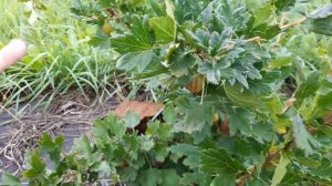 Крыжовник Галатея. Обзор, брикс, дегустация.