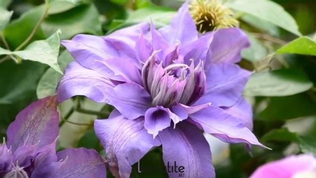 Clématite Vyvyan Pennell - Clematite.net - Spécialiste Des Plantes De Jardin