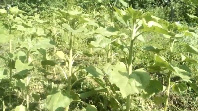 Подсолнухи Лакомка выросли выше меня. 04.07. смотреть онлайн