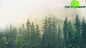 Как реализоваться в жизни?! ОШО Любовь Свобода Одиночество