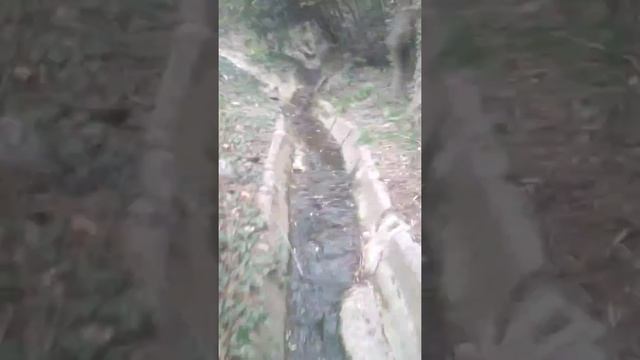 Пальма трахикарпус форчуна самосев на южном побережье Крыма смотреть онлайн