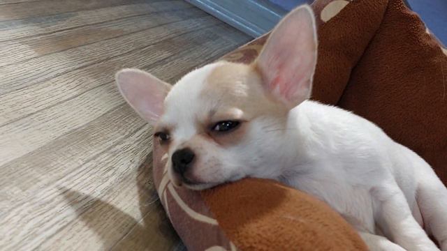 Ануш ТИАРА и ее мама ЮЛИАНА питомник чихуахуа Кастропуло Крым смотреть онлайн