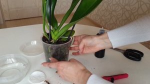 Пополнила коллекцию жёлтых орхидей || Покупка орхидей в интернет-магазинах