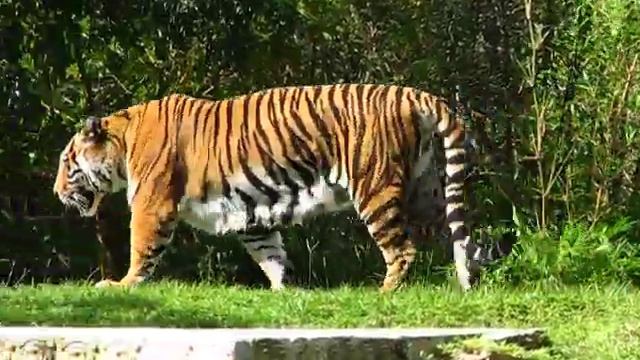 Bengal Tiger Walking - Zoo Miami AKA Miami Metro Zoo - Miami, Florida - Canon S5 IS смотреть онлайн