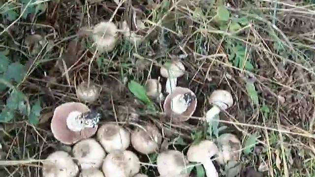 Agaricus Sp