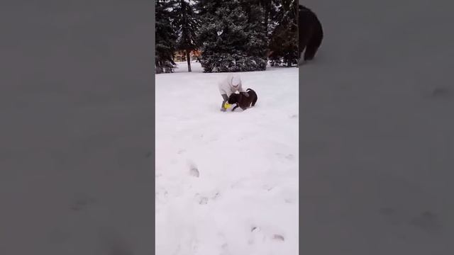 Немецкий боксёр. День рождения, 2 года Рэю! смотреть онлайн