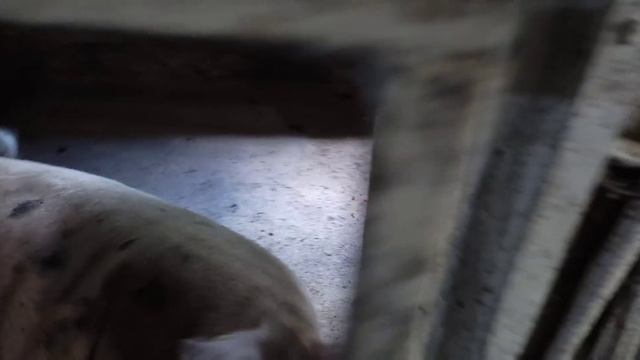 Шок.Как я Две Свиноматки Потерял при Опоросе.Эстрофан, колоть или нет?! смотреть онлайн