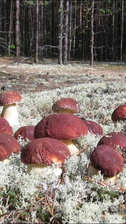 Белый Рамазан ЮЮЮУУУУ смотреть онлайн