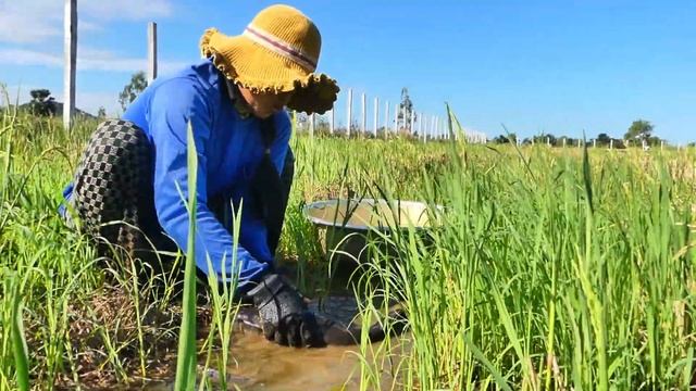 amazing hand fishing! a lot of catch catfish under grass at field by hand/ Real Finding Fish смотреть онлайн