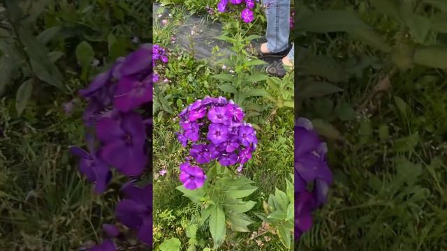 Флоксы #ландшафтныйдизайн #garden #flower #plant #питомникрастений #nursery #флокс #флоксы смотреть онлайн