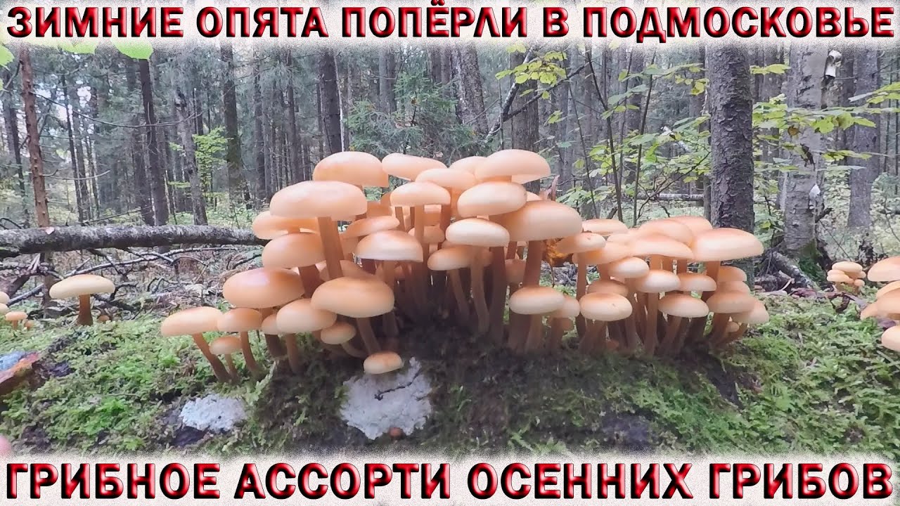 ?ЗИМНИЕ ОПЯТА ПОПЁРЛИ В ПОДМОСКОВЬЕ.?ГРИБНОЕ АССОРТИ ОСЕННИХ ГРИБОВ?ЕМ МОКРУХУ ЕЛОВУЮ смотреть онлайн