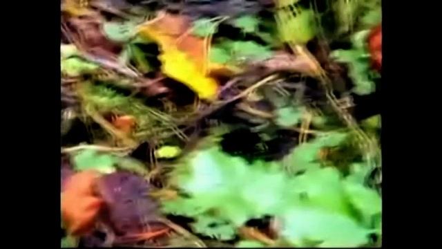 Лесные красавчики.Грибы - сморчки,лопастники. смотреть онлайн