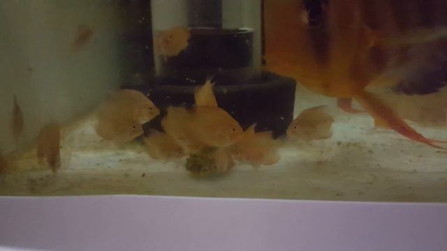 Фарш для дискусов - кормим малька / ДискусКиев смотреть онлайн