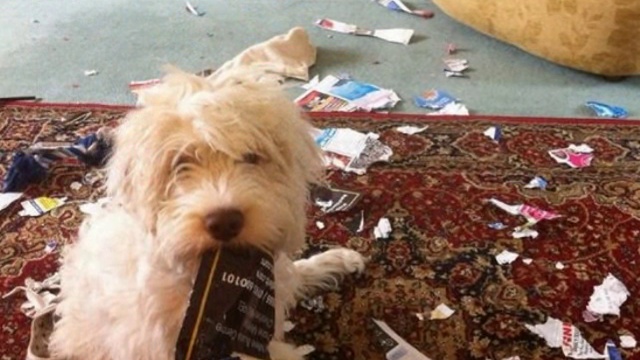 С добрым утром, моя собака!