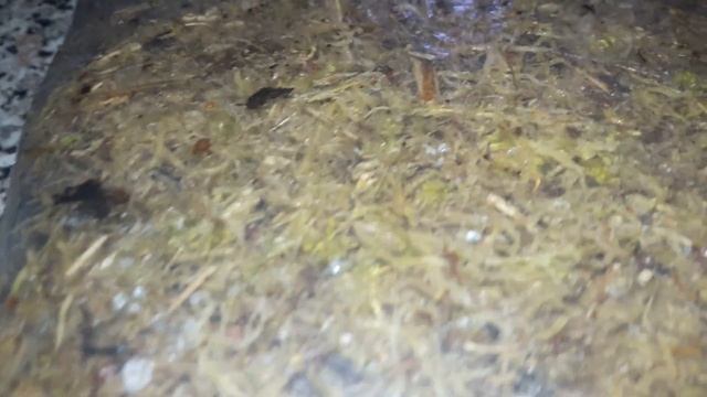 Собралась выращивать живой мох дома. смотреть онлайн