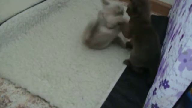 Бурманские котята играют. Burmese Kittens Play