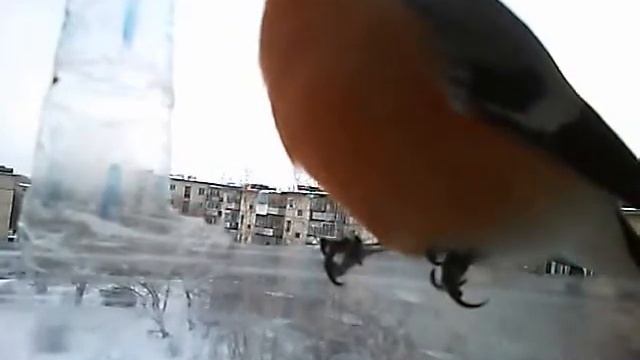 Очередь в кормушку для птиц (Кировград 2012) смотреть онлайн