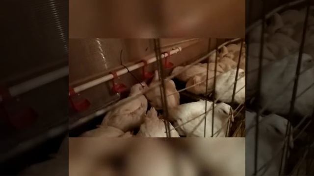 Бройлер Кобб 500 в 40 дней// Вес потрошеной тушки// смотреть онлайн