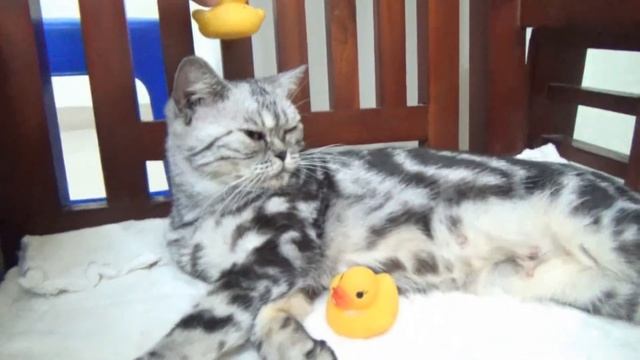 Кошка идет в костюме пирата - Кот в костюмах смотреть онлайн