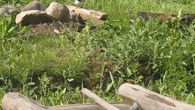 Трясогузка смотреть онлайн