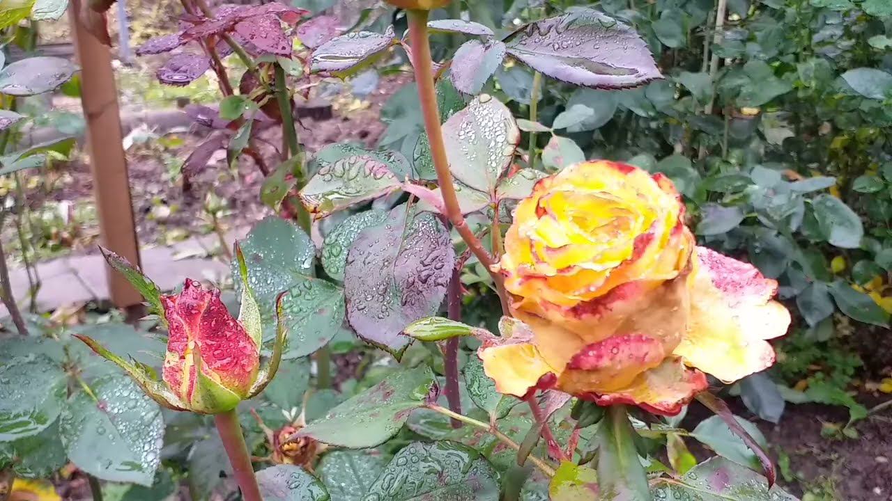 Завершающая обработка РОЗ октябрь смотреть онлайн